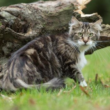 chat Maine coon polydactyle brown blotched tabby & blanc Lavali des coons du chassin Chatterie de l'Arkenstone chat Maine coon polydactyle brown blotched tabby & blanc Lavali des coons du chassin Chatterie de l'Arkenstone