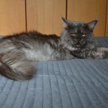 chat Maine coon polydactyle Nemo Chatterie de l'Arkenstone chat Maine coon polydactyle Nemo Chatterie de l'Arkenstone