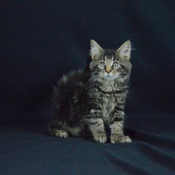 chat Maine coon polydactyle brown blotched tabby Starkey Hesper de l'Arkenstone Chatterie de l'Arkenstone chat Maine coon polydactyle brown blotched tabby Starkey Hesper de l'Arkenstone Chatterie de l'Arkenstone