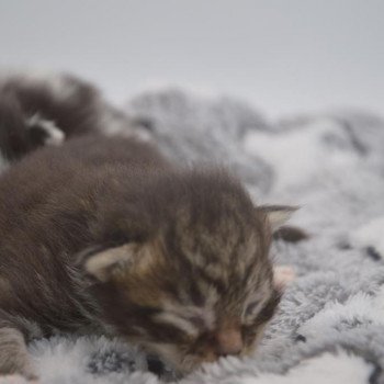 chaton Maine coon brown blotched tabby bicolor Tartaros Chatterie de l'Arkenstone chaton Maine coon brown blotched tabby bicolor Tartaros Chatterie de l'Arkenstone