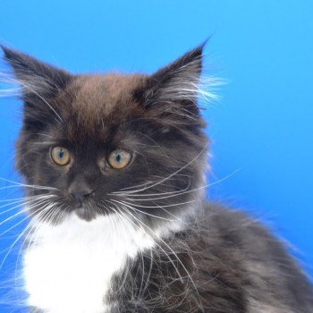chaton Maine coon black bicolor Théia Chatterie de l'Arkenstone chaton Maine coon black bicolor Théia Chatterie de l'Arkenstone