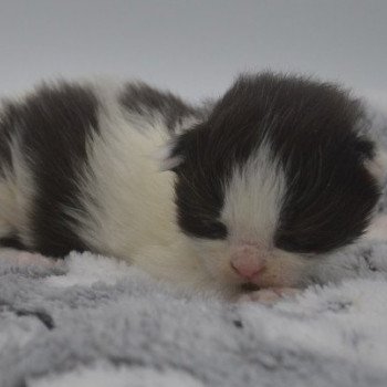 chaton Maine coon black bicolor Titan Chatterie de l'Arkenstone