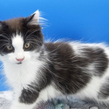 chaton Maine coon black bicolor Titan Chatterie de l'Arkenstone
